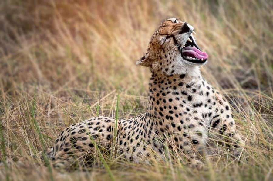 SafarisCheetah in Serengeti National Park, Tanzania