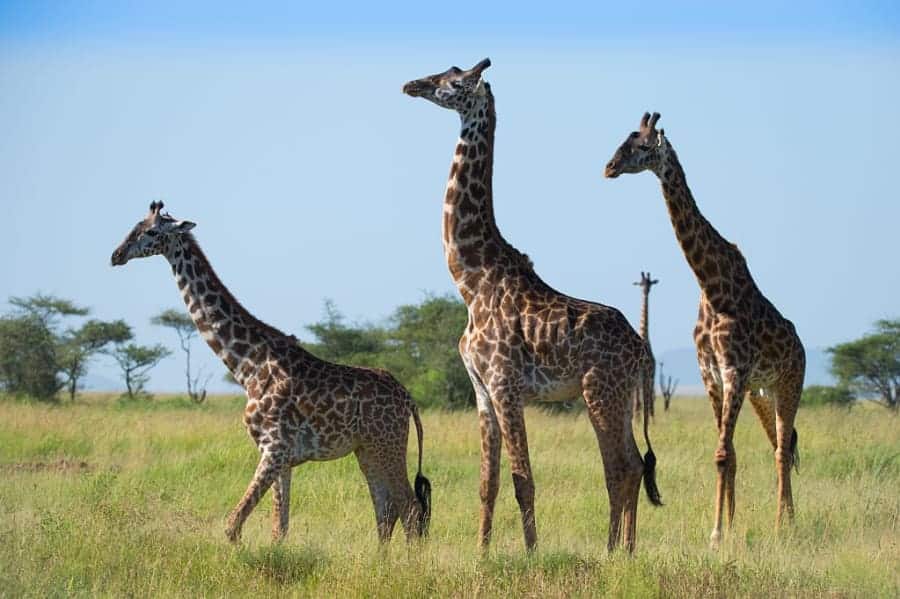 Giraffes in Serengeti National Park, Tanzania