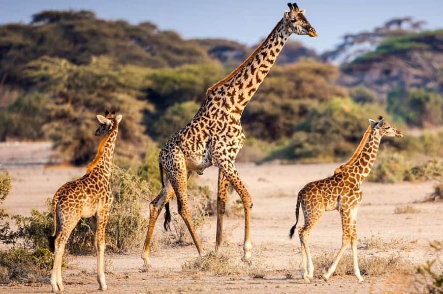 Safaris Giraffes in Serengeti National Park