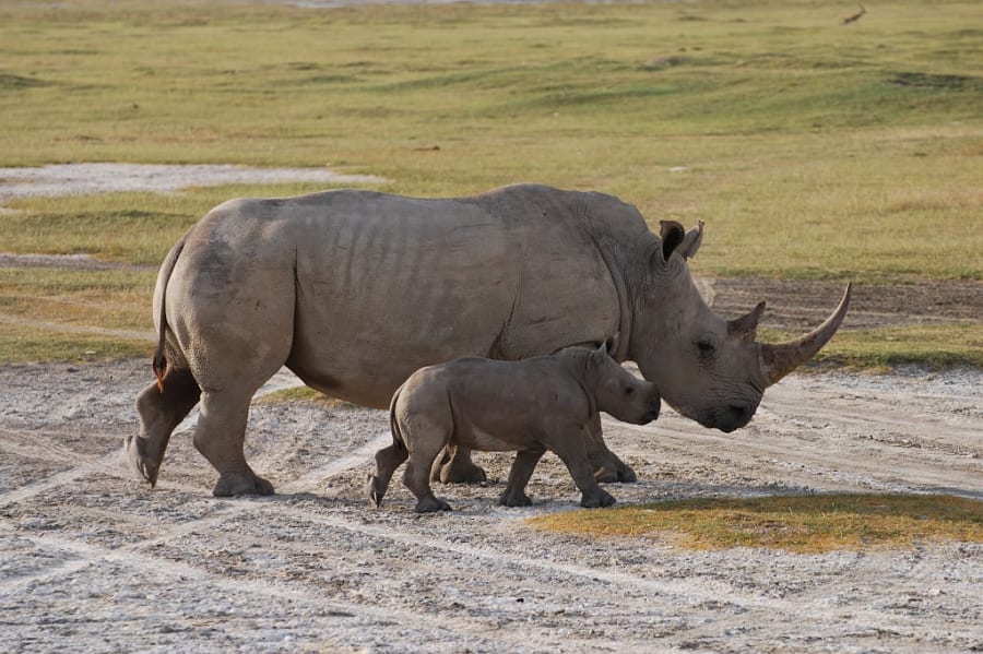 Safaris Rhino with calf in Ngorongoro Crater, Tanzania