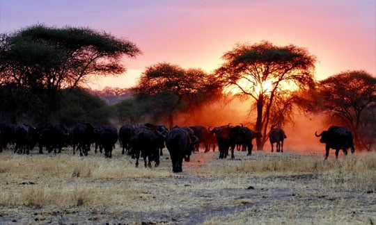 Description of Sunset in Tarangire Tanzania