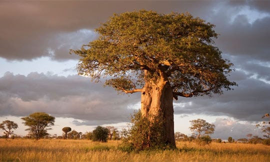 Tarangire National Park