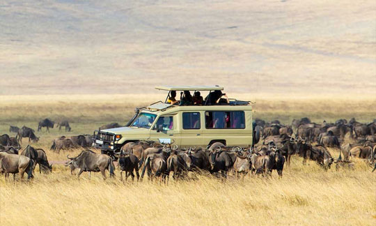 Game drives in Serengeti Park Tanzania