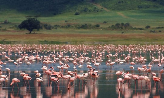 Karatu is situated just outside the Ngorongoro Conservation area