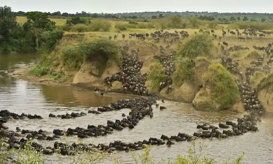 migration crossing Mara river at Serengeti National Park Tanzania