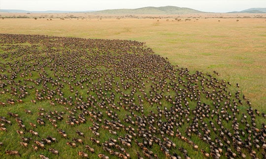 migration at Endless Plains North Serengeti National Park Tanzanian