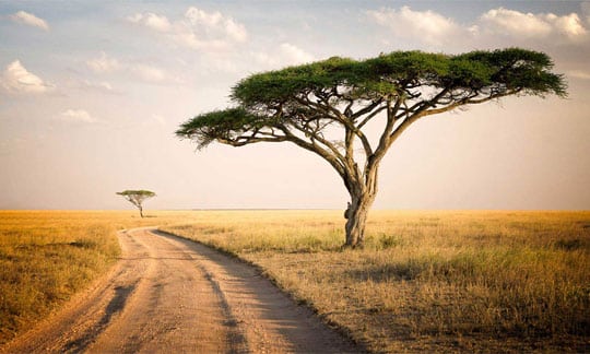 Serengeti National Park Tours & Safaris Tanzania