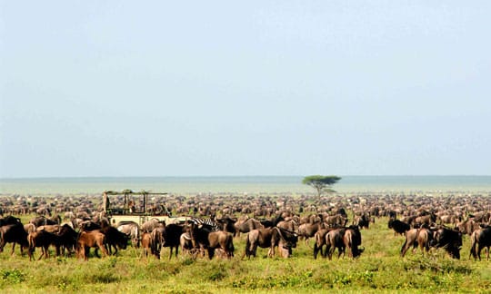 Endless Plains of the Serengeti National Park, Tanzania