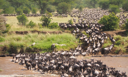 migration crossing Mara river at Serengeti National Park Tanzania