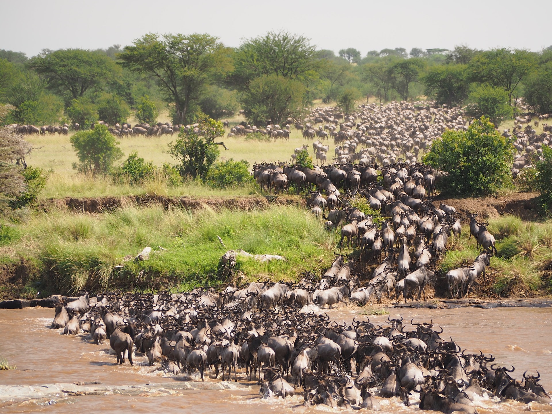 The Serengeti National Park