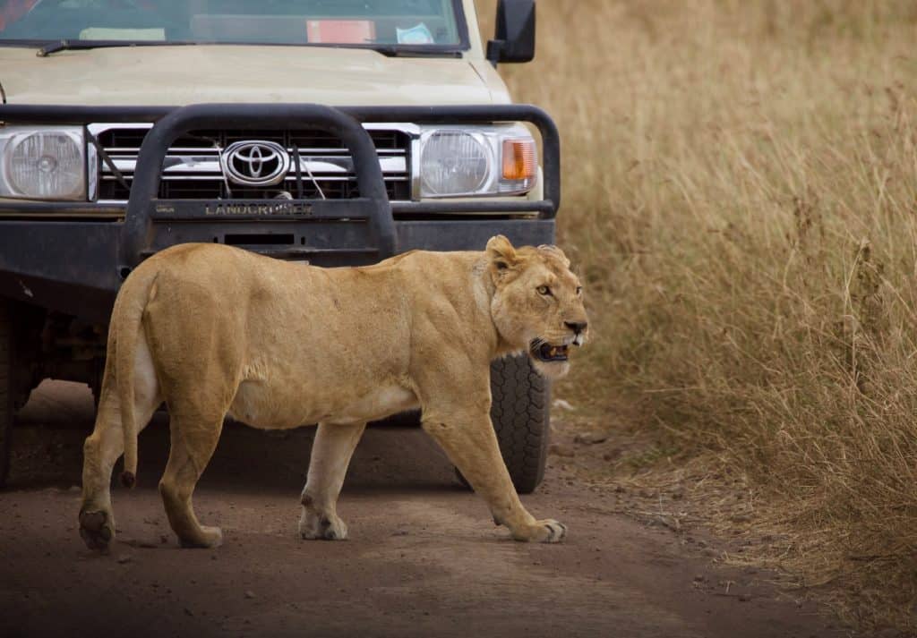 A lion crossing our path in front of a safari Jeep on the Serengeti in tanzania