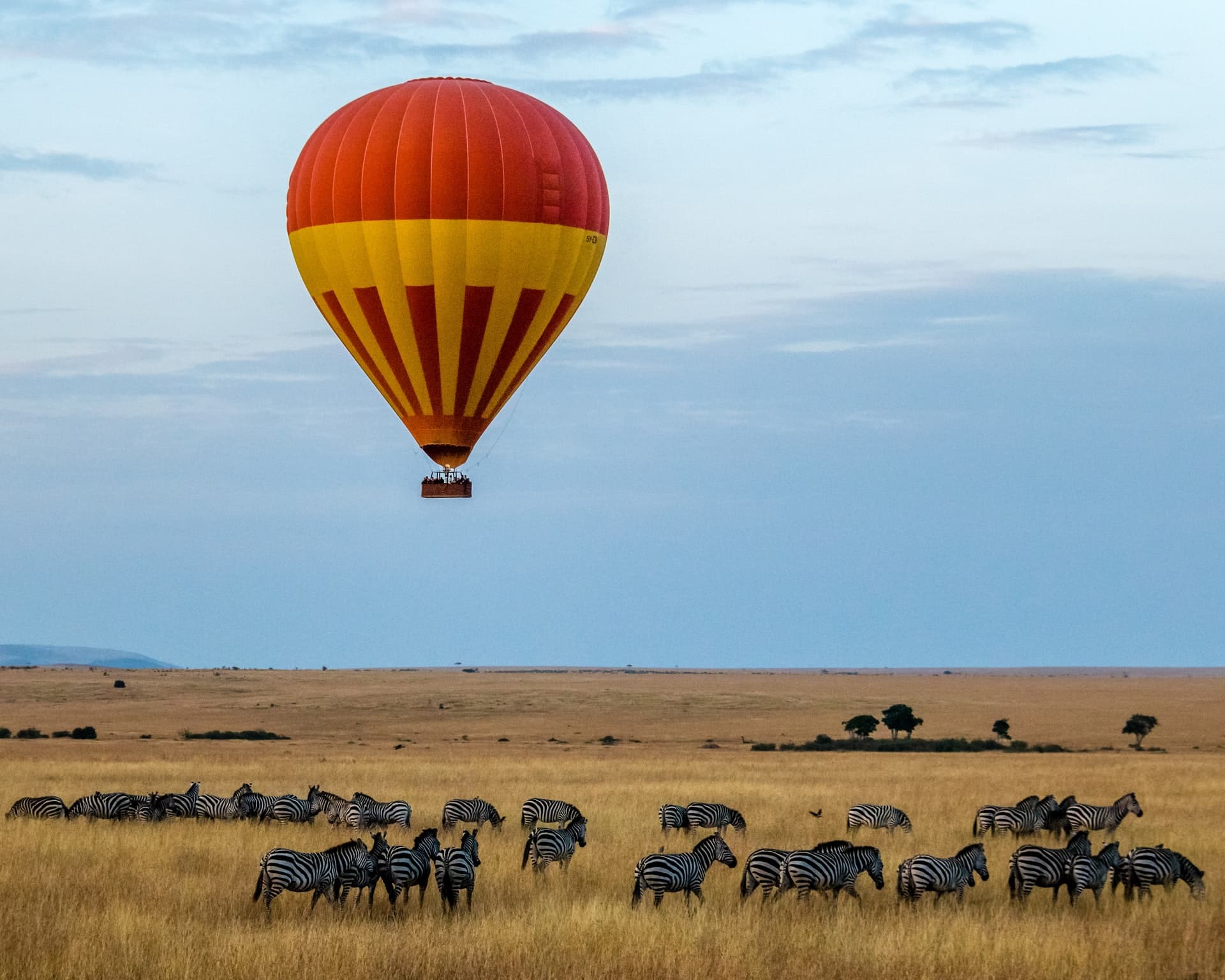 A lone hot air balloon over a herd of zebras in Tanzania Safari