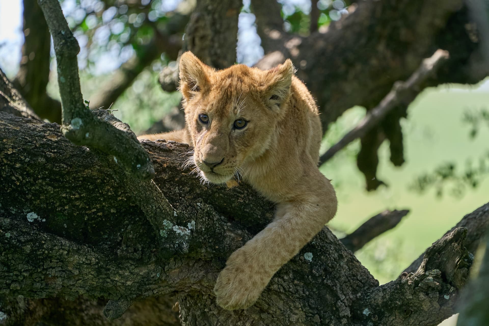 Baby lion on a tree in Ngorongoro National Park Tanzania