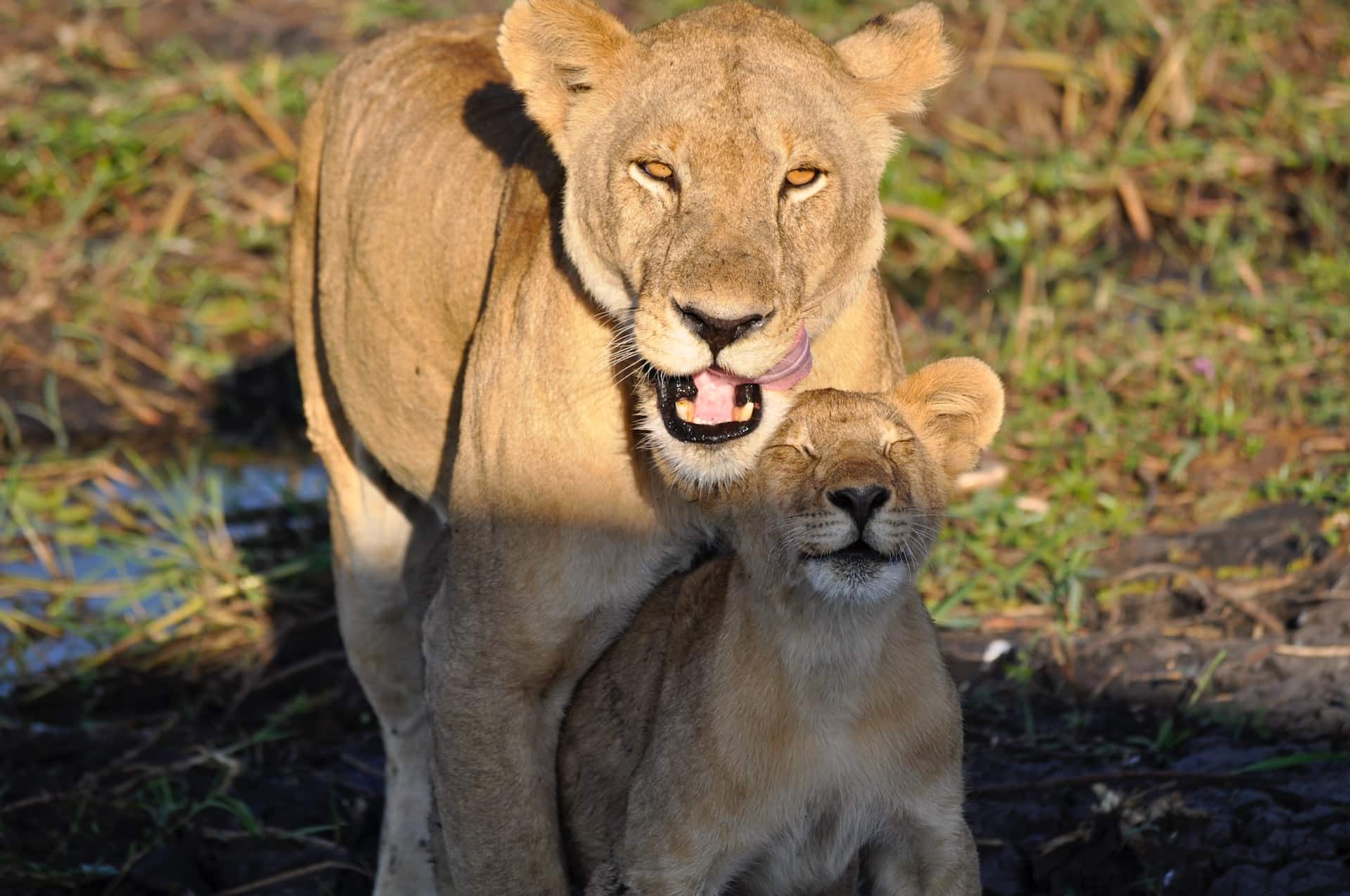 Beautiful wildlife in Katavi National Park Tanzania