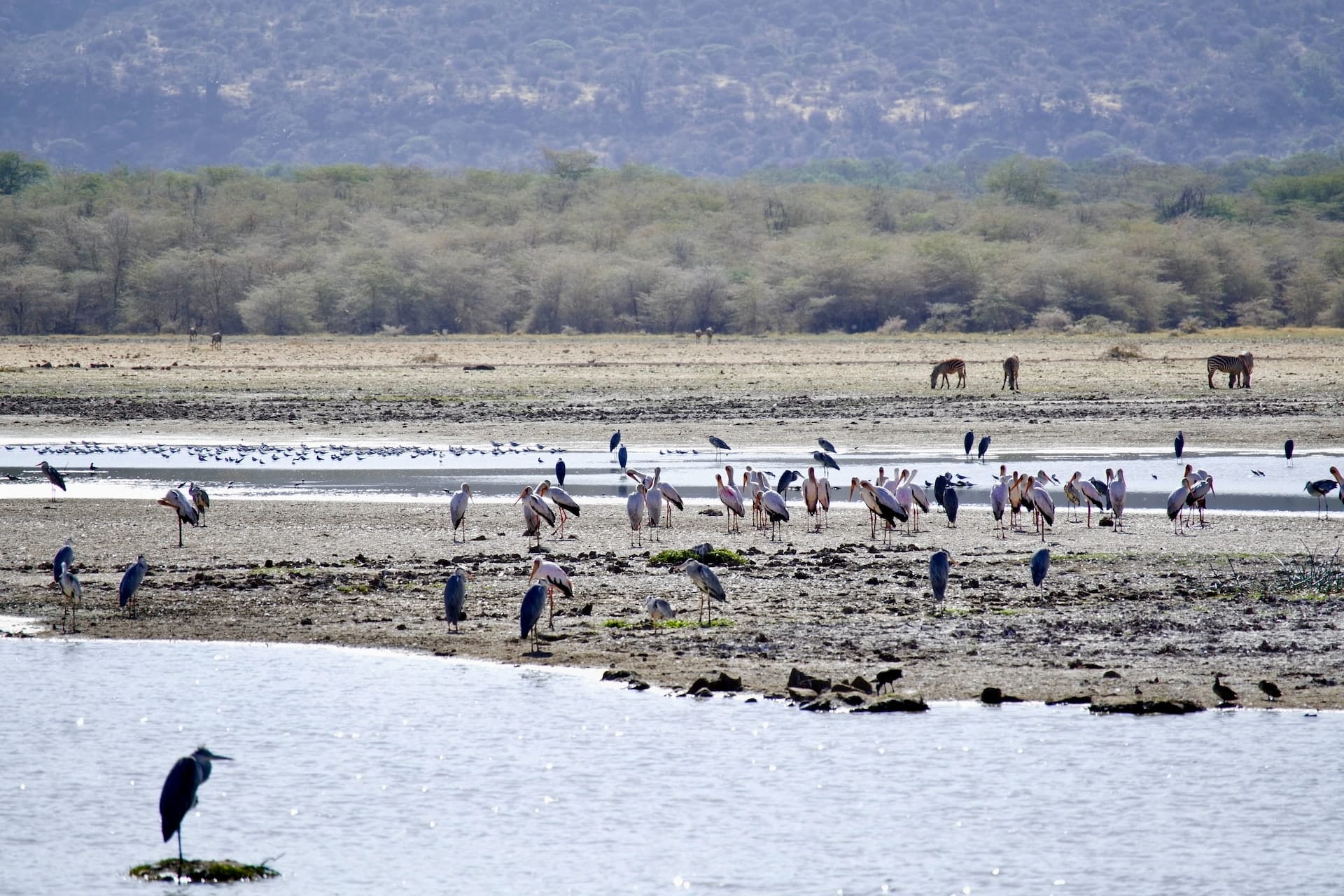 Bird Lake Manyara National Park Tanzania