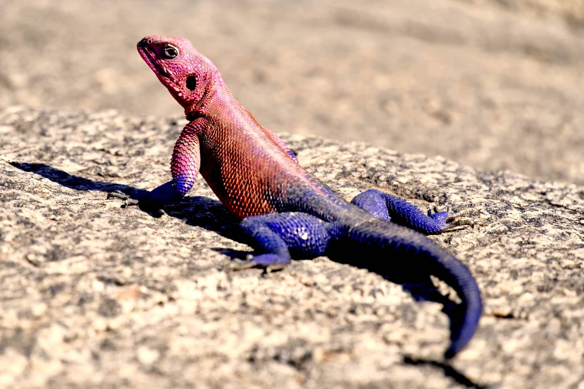 Colorful lizard resting over a ledge Arusha National Park Tanzania