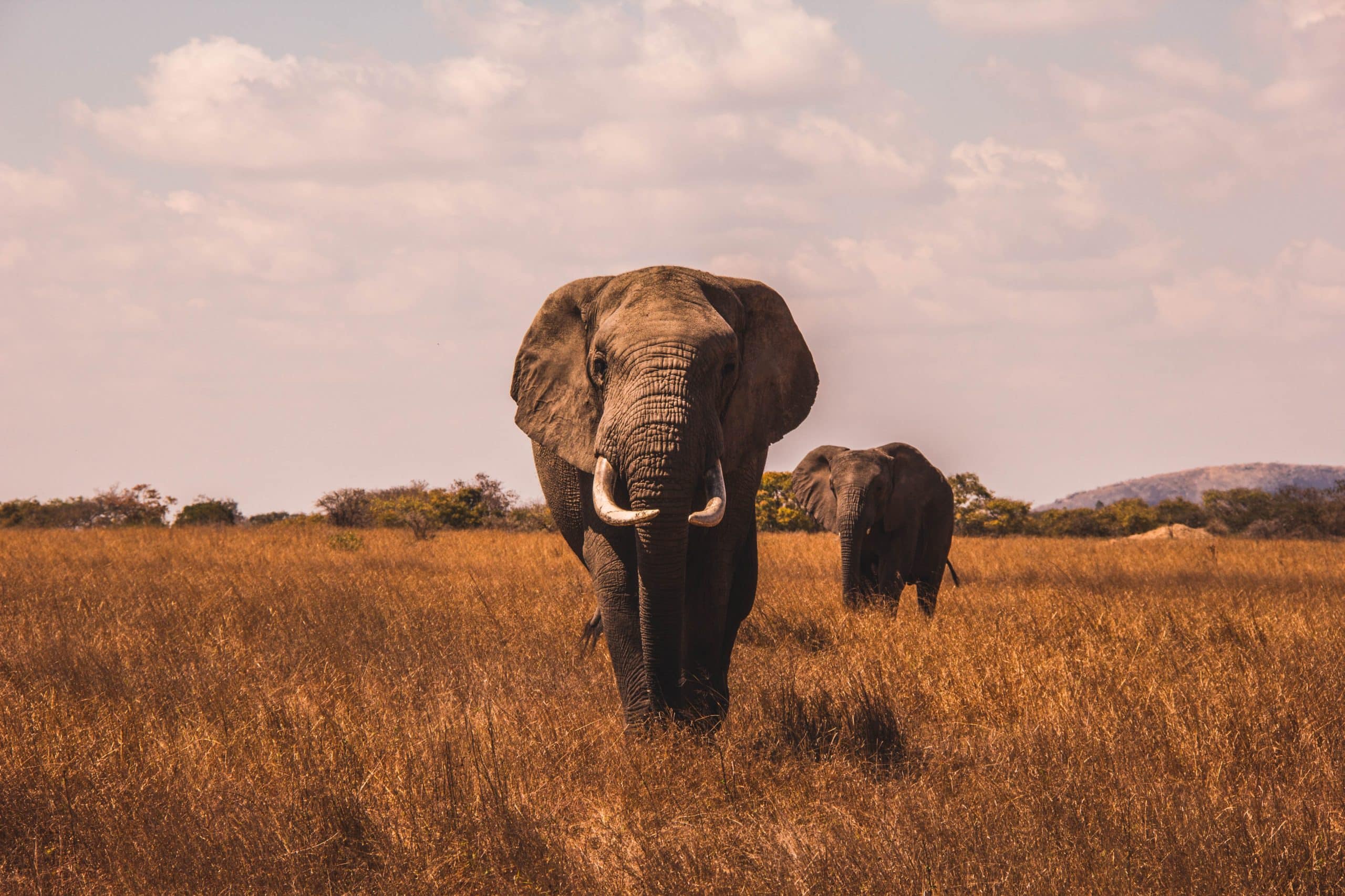 Elephants during a sarari in Serengeti National Park Tanzania