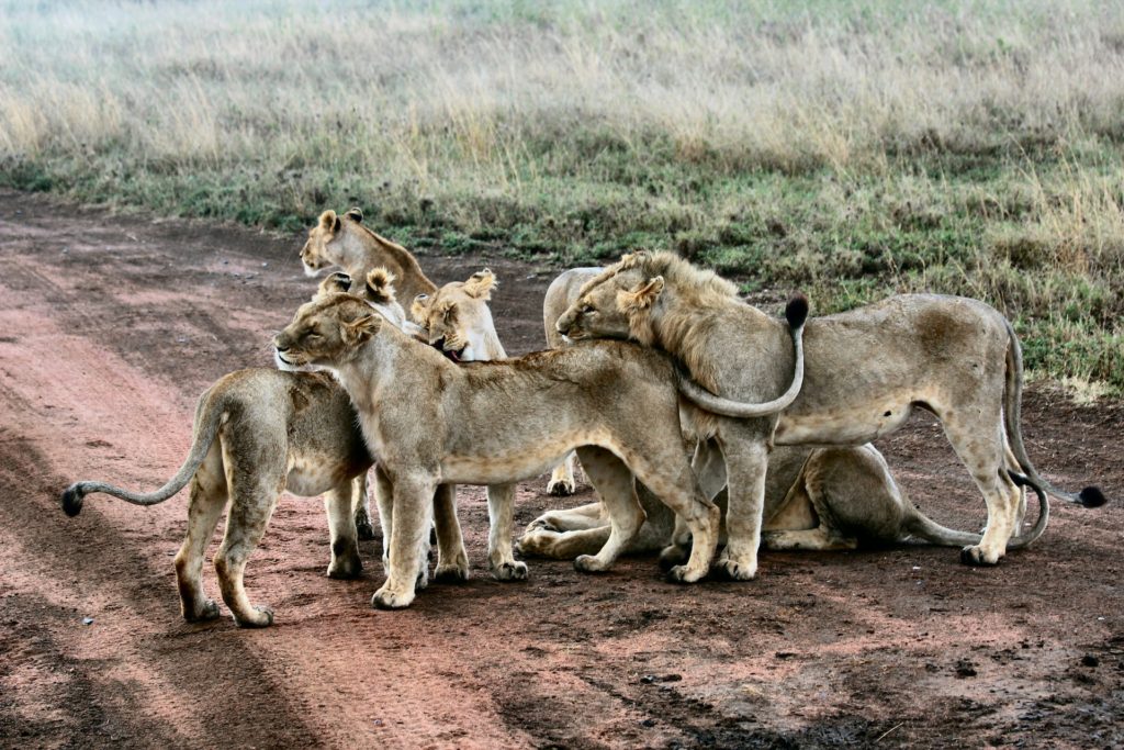 Family pride Serengeti National Park Tanzania