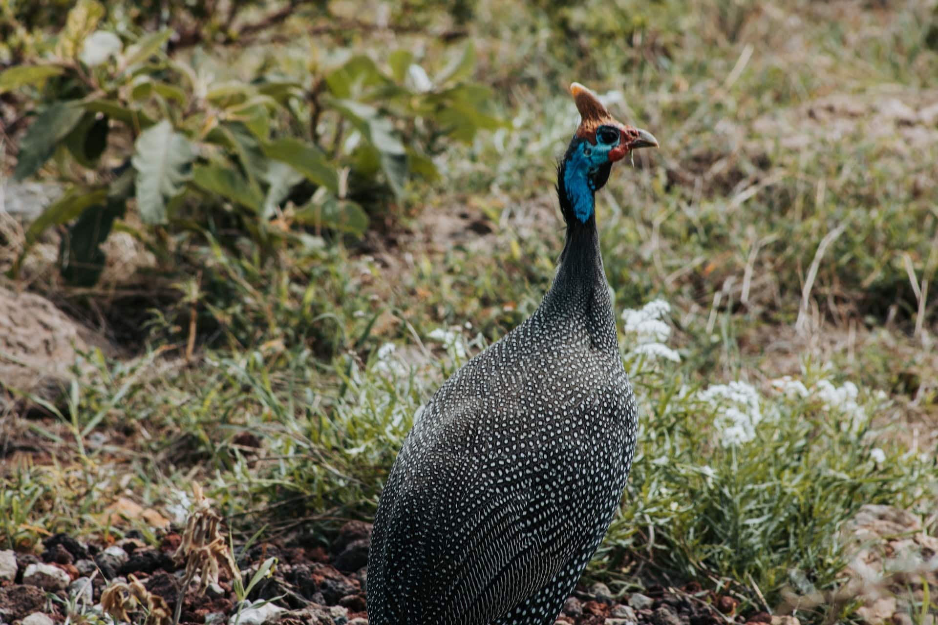 Helmeted Guineafowl Tarangire National Park Tanzania