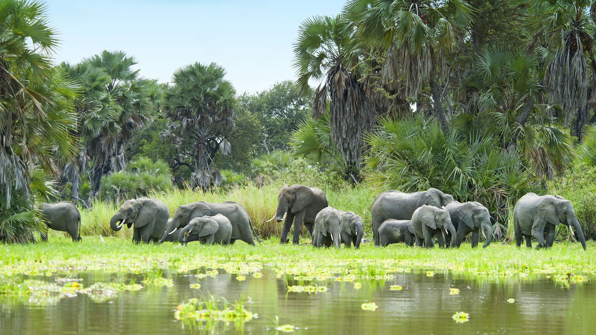 Herd of Elephants and Water Selous Tanzania