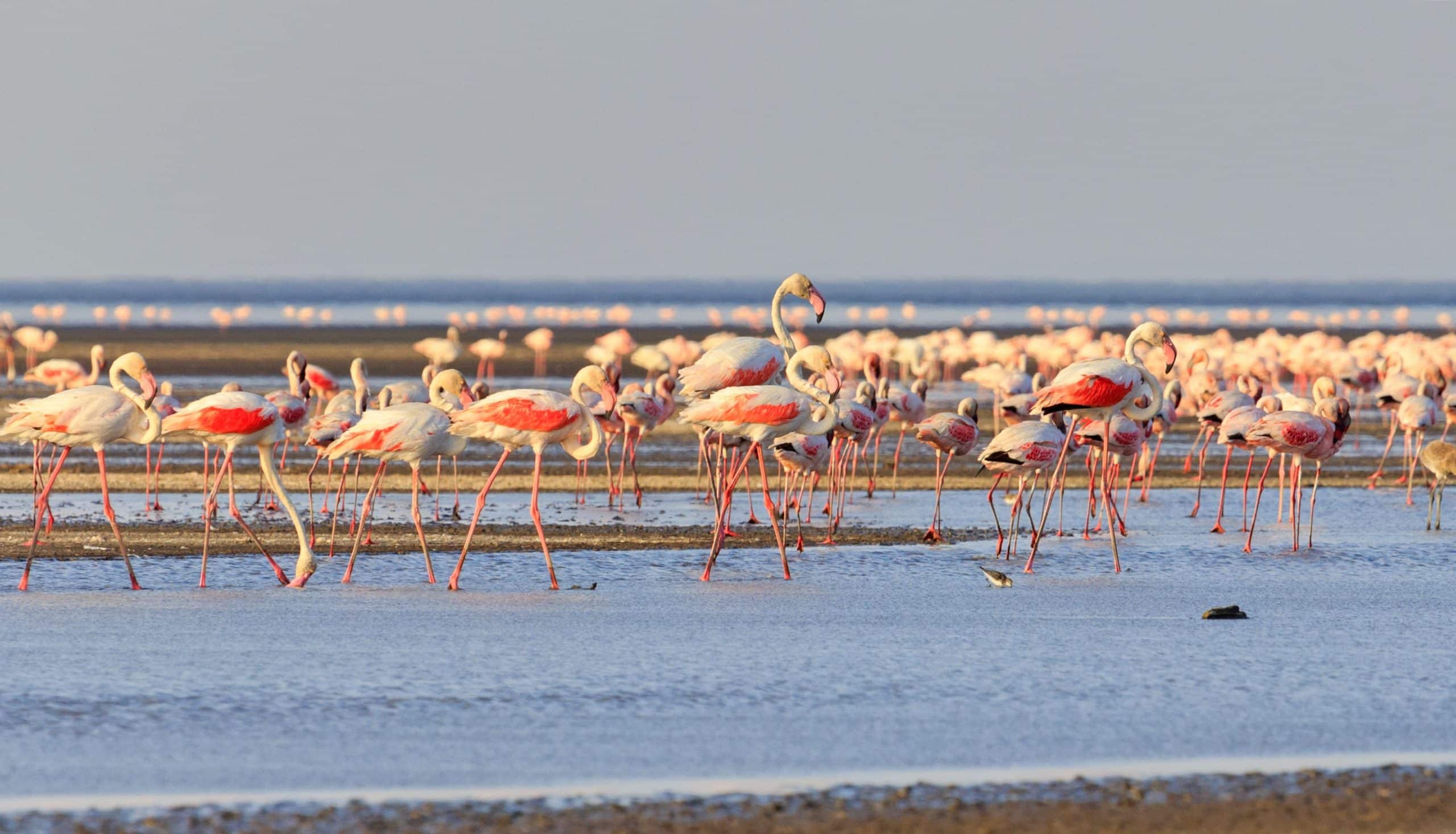 Lake Natron near Serengeti National Park Tanzania