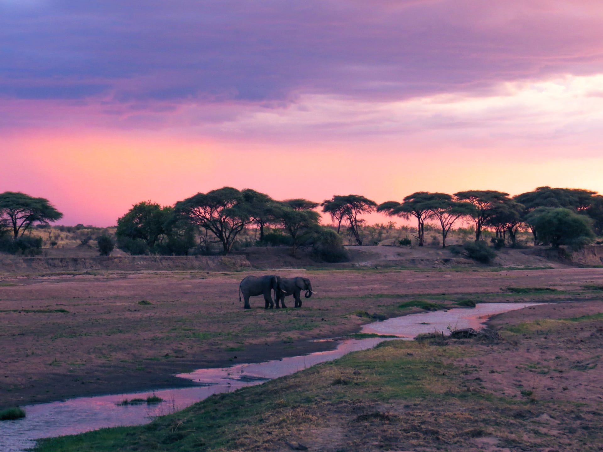 Purple On The River Ruaha National Park Tanzania