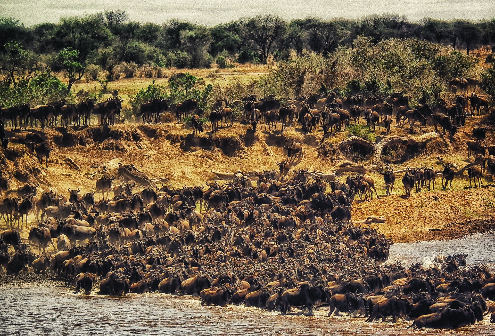 Serengeti Great Migration Mara River crossing