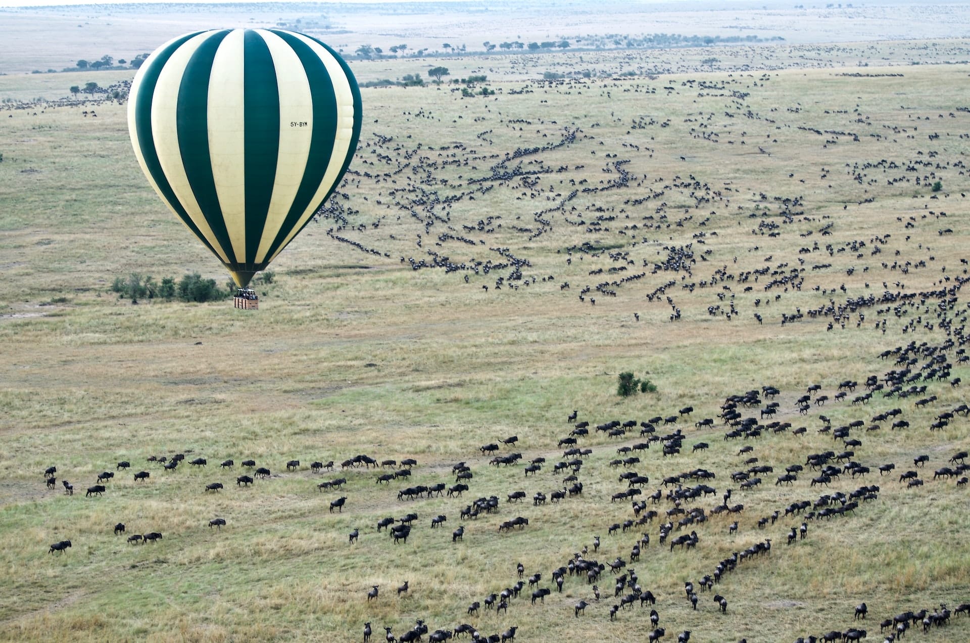 Serengeti Wildebeest Migration 2022 Herds crossing the plains heading north