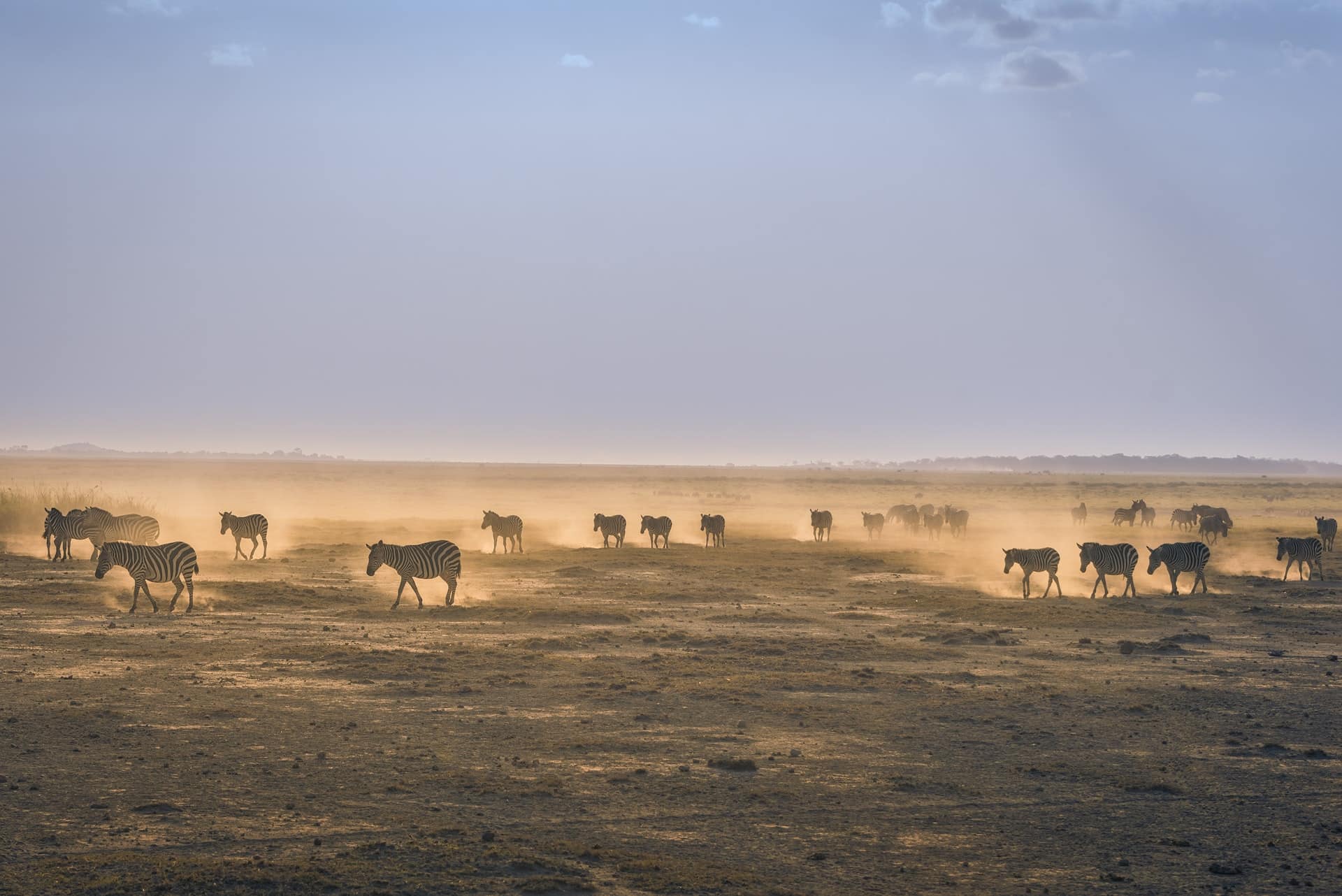 Serengeti Zebra Migration Tanzania Safari