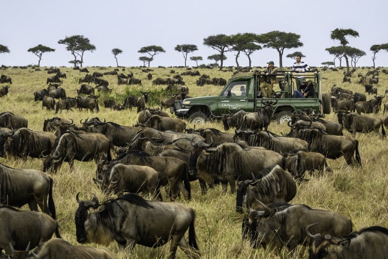 Stages of the Great Wildebeest Migration