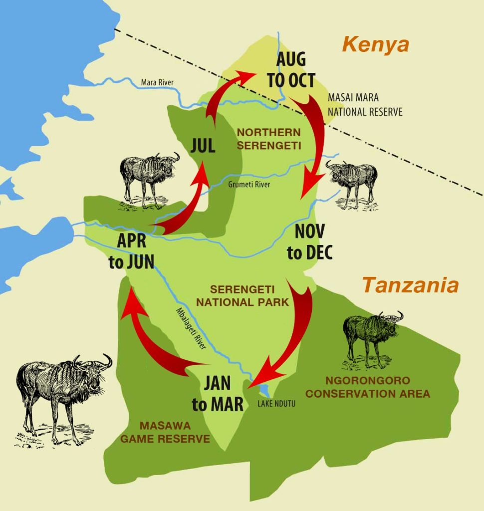 Stages of the Great Wildebeest Migrations Map