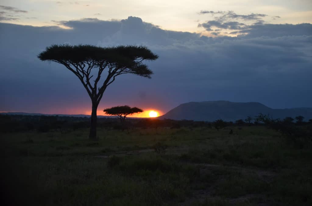 Sunset Time Safari In Tanzania