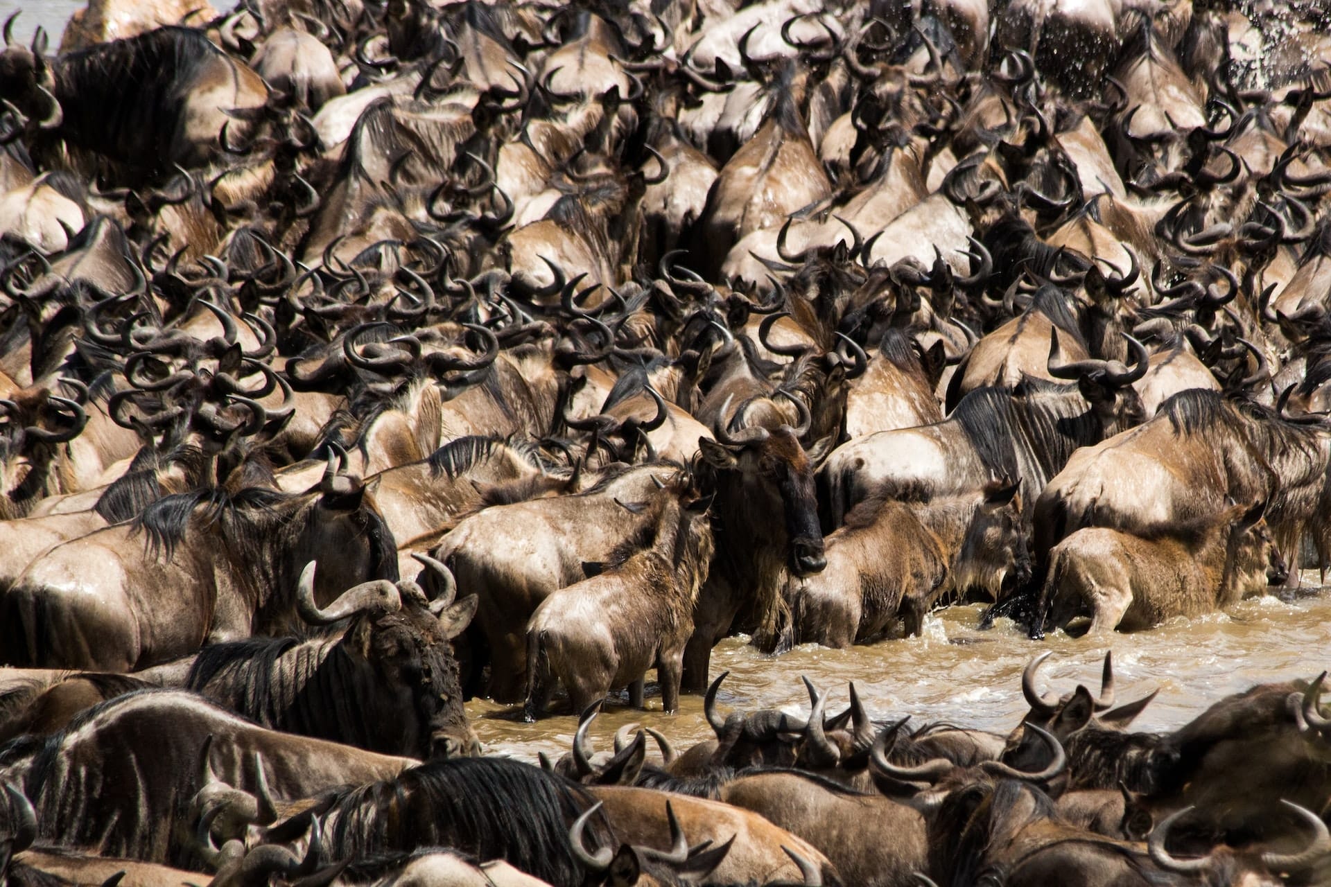 The River Crossings Great Migration Mobile camps Serengeti Tanzania Safari