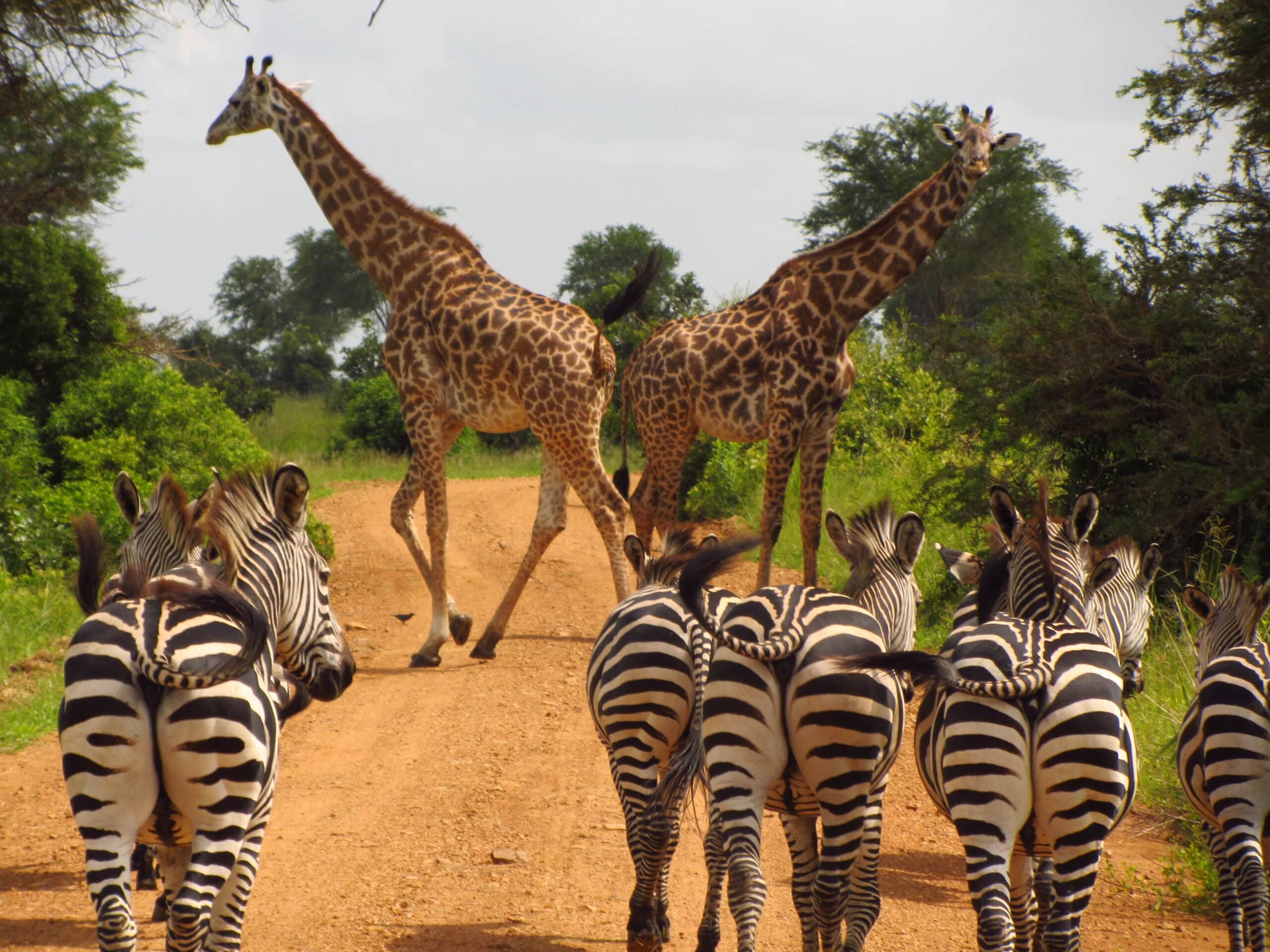 Zebra and Giraffe in Mikumi National Park Tanzania Safari