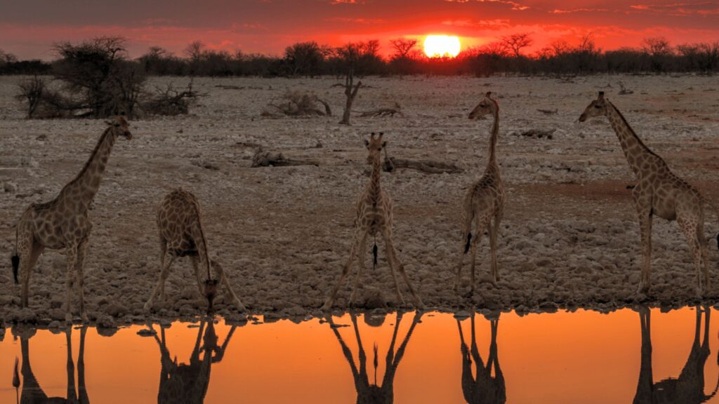 Etosha National Park - Namibia