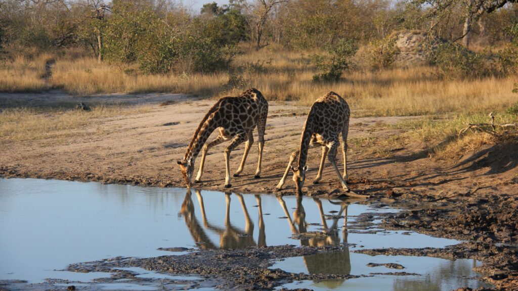 MalaMala Game Reserve