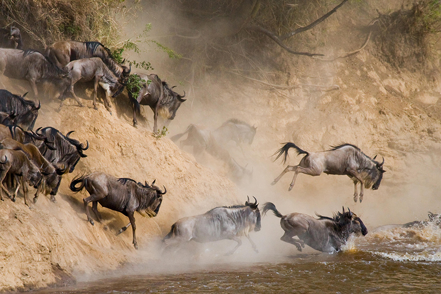 Wildebeest Safari