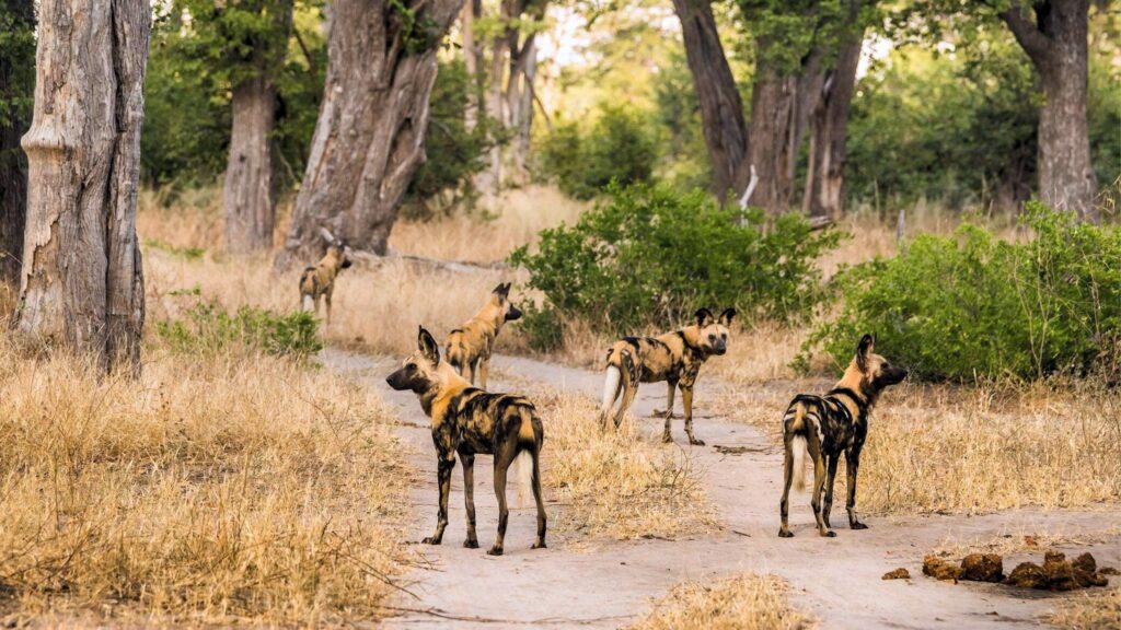 Okavango Delta and Moremi Game Reserve - Botswana