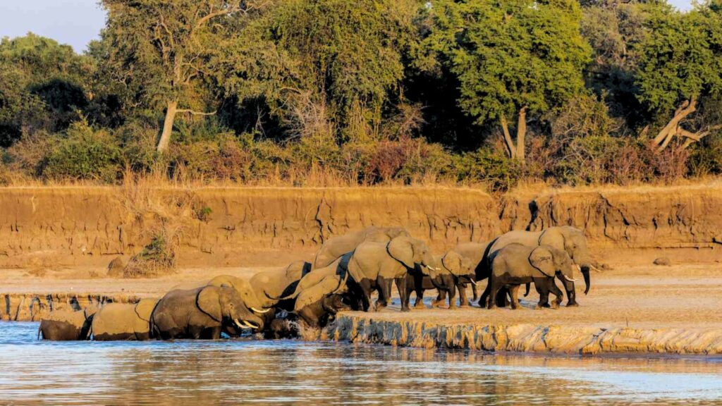 South Luangwa National Park - Zambia