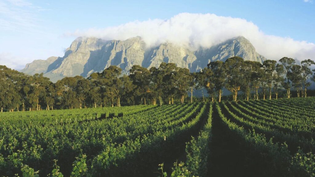 The Cape Winelands