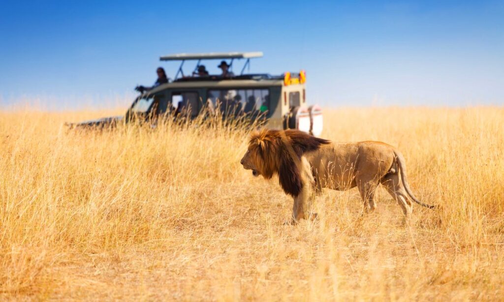 Safaris in Northern Tanzania, safaris in north africa, safaris in tanzania, african safari in tanzania, best safari in tanzania,are safaris in tanzania safe,safaris in north africa, air tanzania, is tanzania safe, safaris in tanzania, tanzania safari, best safaris in tanzania,