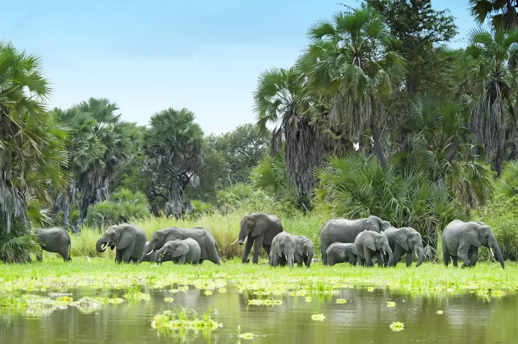 Wilds of Zanzibar