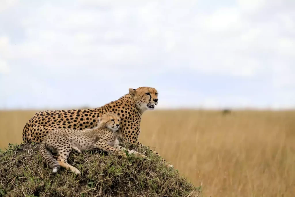 cheetah,Cheetah and her cub on the open plain of the Serengeti,Tanzania ,cheetah vs leopard,
the cheetah,
leopard,
serengeti flyer,
serengeti flyer busch gardens,
serengeti park,
the serengeti,
serengeti safari,
safari,
serengeti national park,
tanzania serengeti,
tanzania,cheetah vs leopard,
the cheetah,
leopard,
serengeti flyer,
serengeti flyer busch gardens,
serengeti park,
the serengeti,
serengeti safari,
safari,
serengeti national park,
tanzania serengeti,
tanzania,

