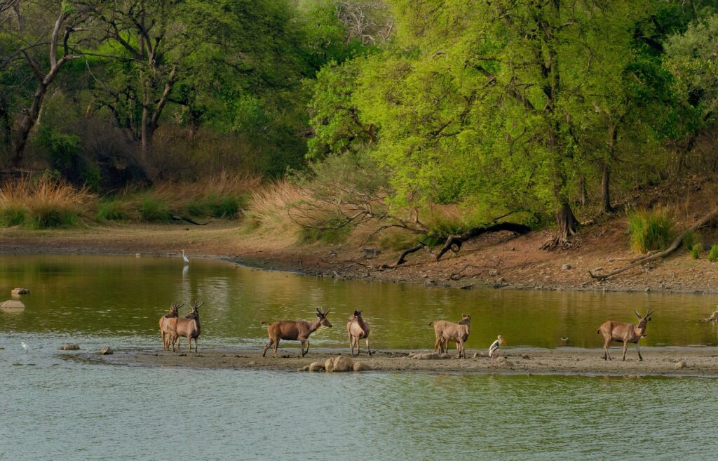 Lake Manyara National Park,Safari in Tanzania,