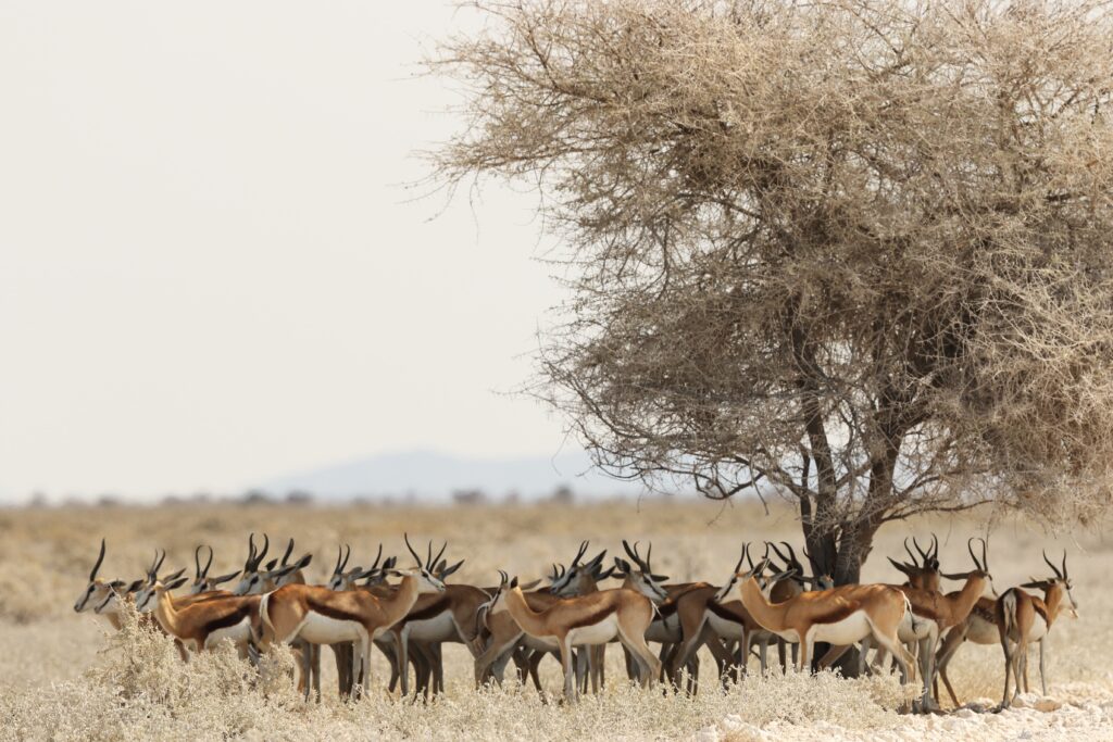 Serengeti National Park