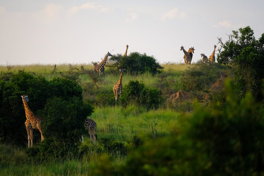 Serengeti National Park