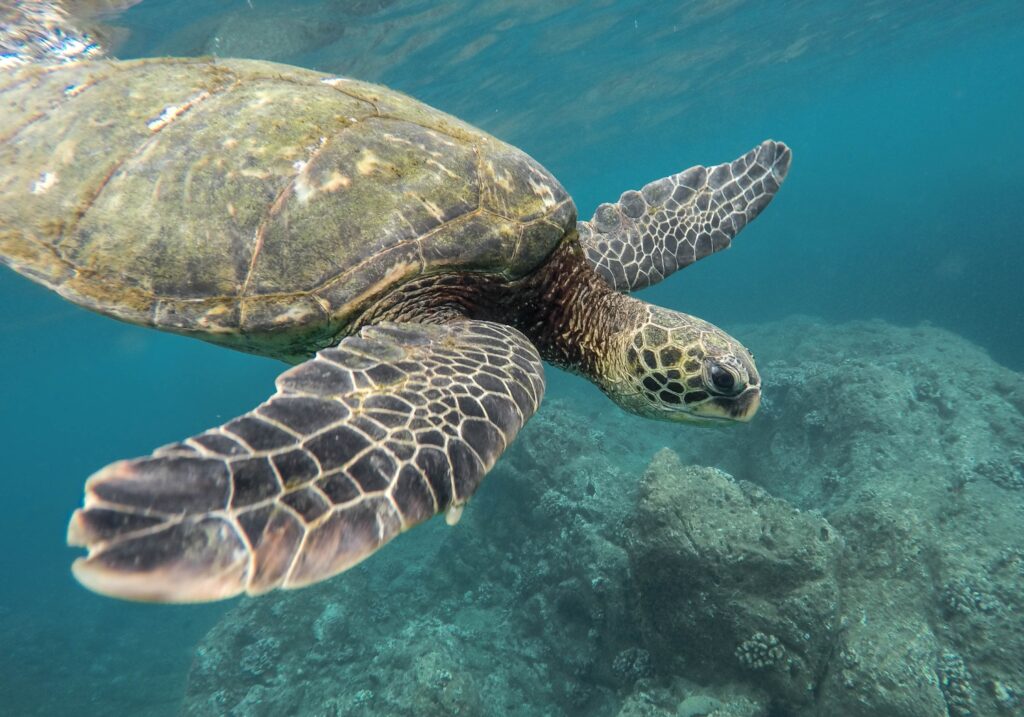 sea turtles, Wilds of Zanzibar