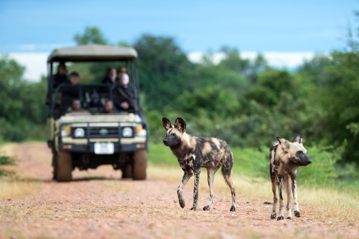 The Price of an African safari