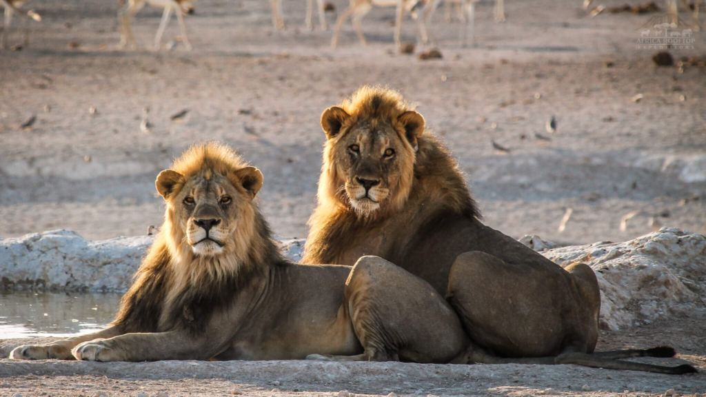 Etosha National Park Lions