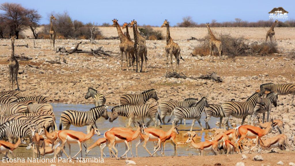 Etosha National Park, Namibia